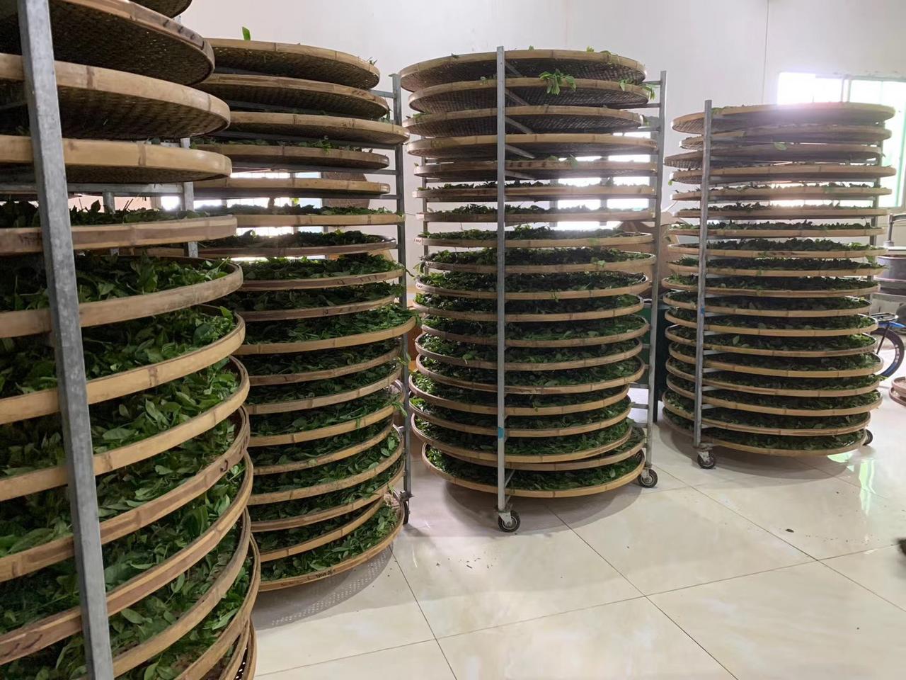 一年卖出70万元!诸暨茶艺师让“冷门”夏茶火起来!