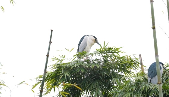 生态美鹭鸟飞瑞安这里成了 鹭鸟天堂