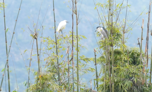 生态美鹭鸟飞瑞安这里成了 鹭鸟天堂