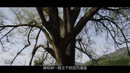 乡愁是棵树丨麻栎王