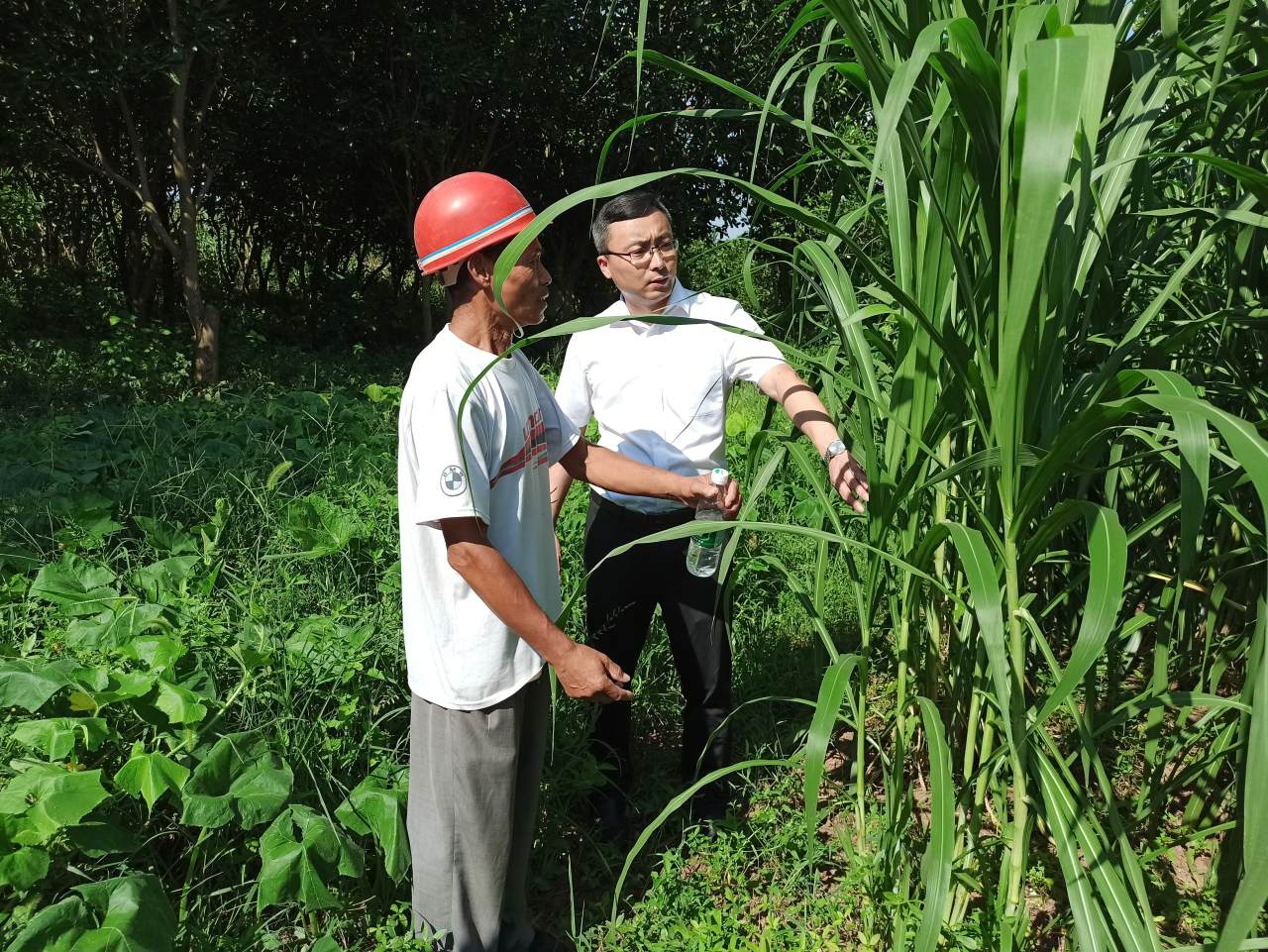 范学良（右一）调研“湖羊致富”工程牧草种植情况.jpg