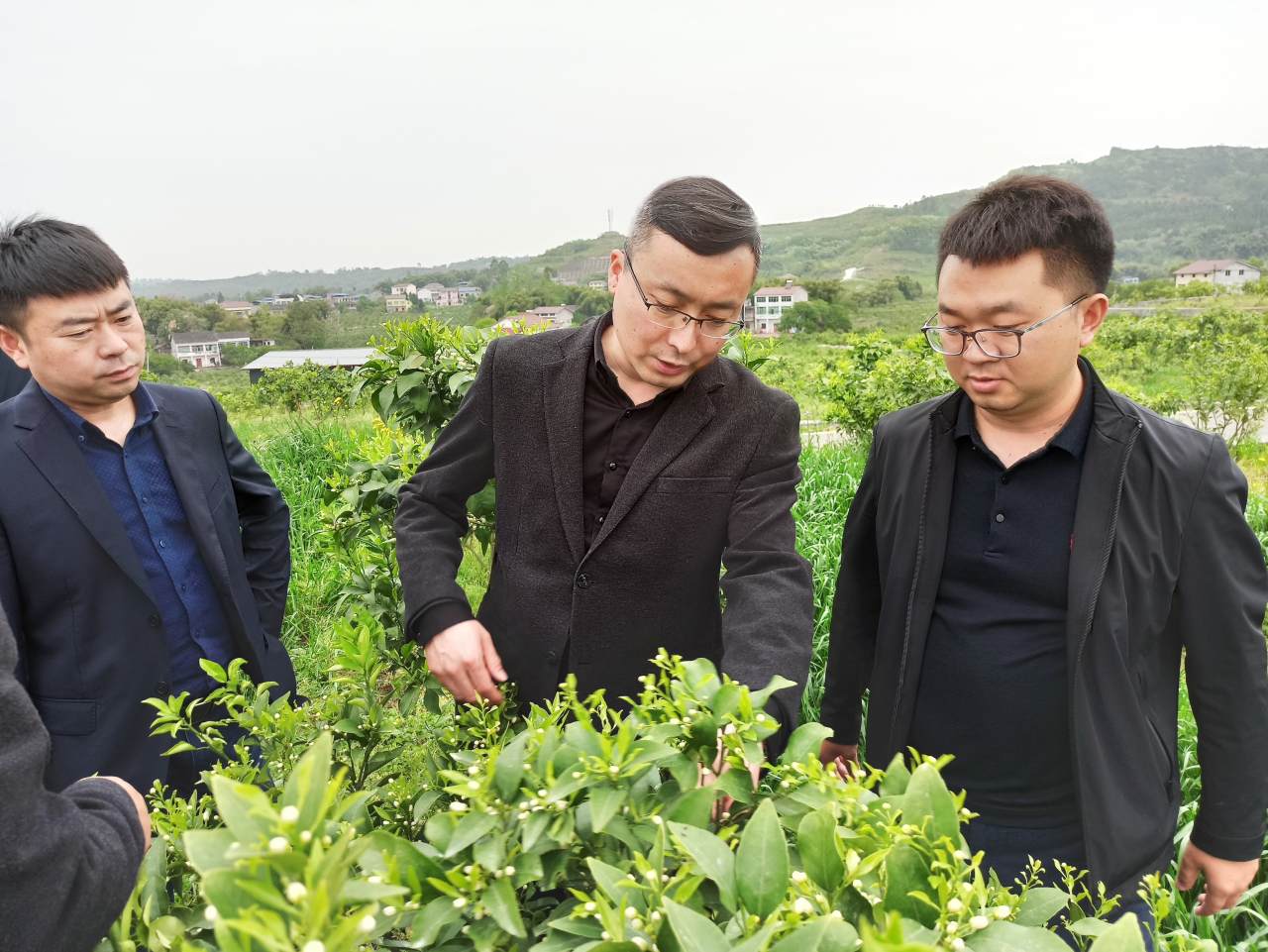 范学良（左二）调研红美人柑橘基地情况.jpg
