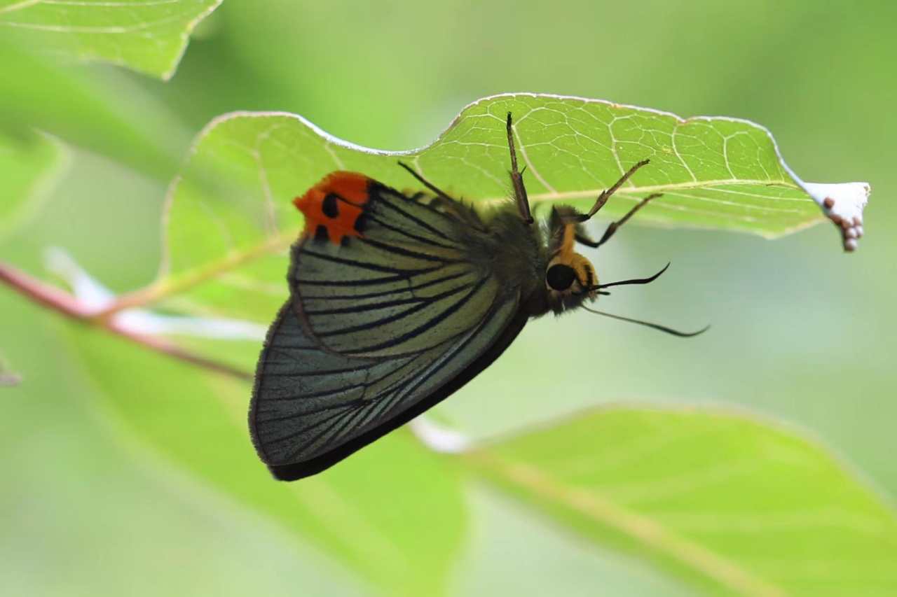 c530cc2fdd39f24946b5be03dd83d96.jpg