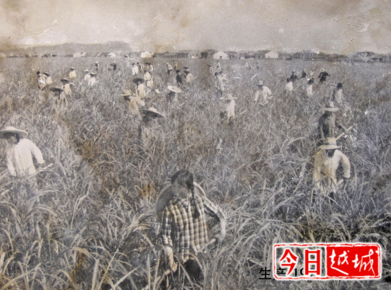 老照片的故事（八十九）——海涂甘蔗