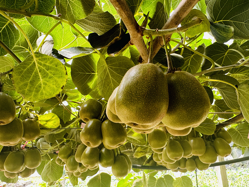 W020230909555661006575 (1).png