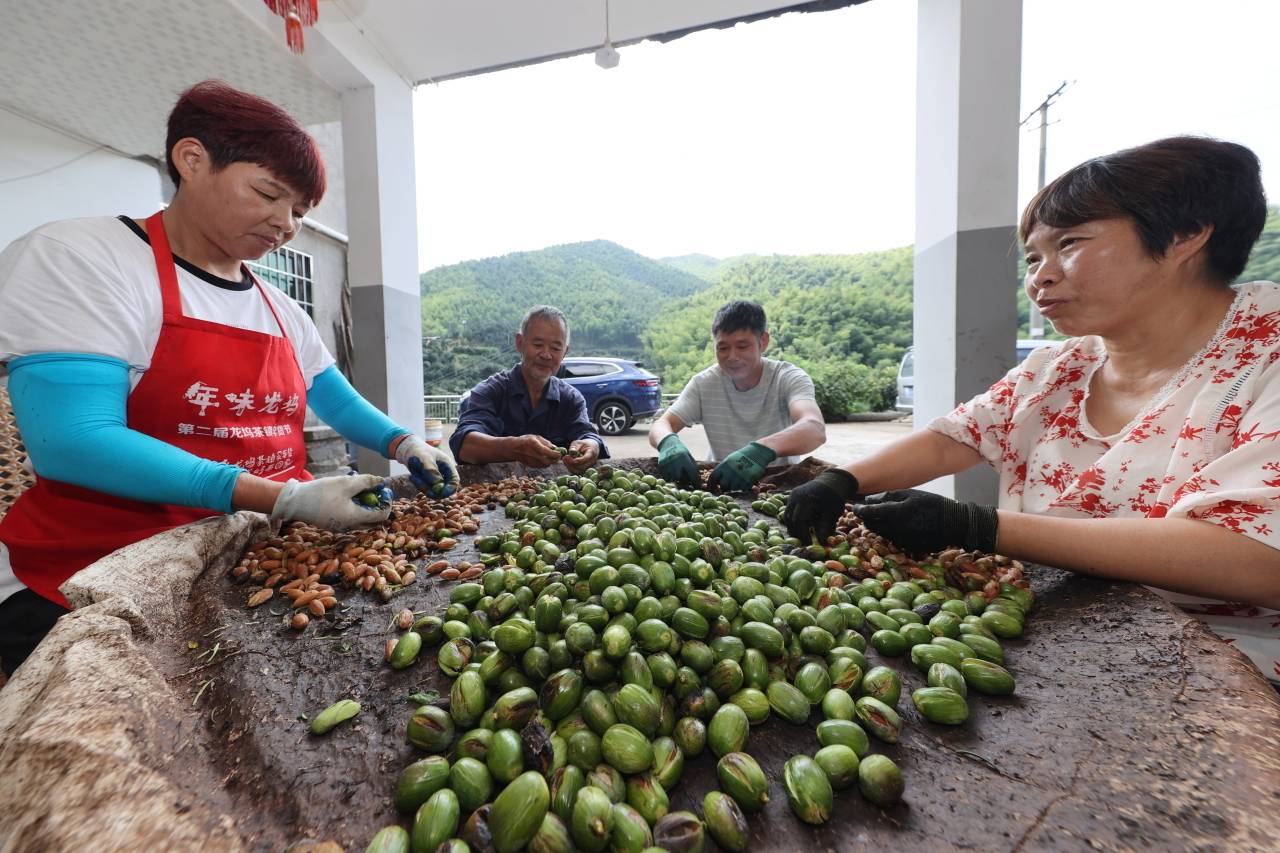 第一批香榧陆续上市！诸暨东白湖榧农加工忙！