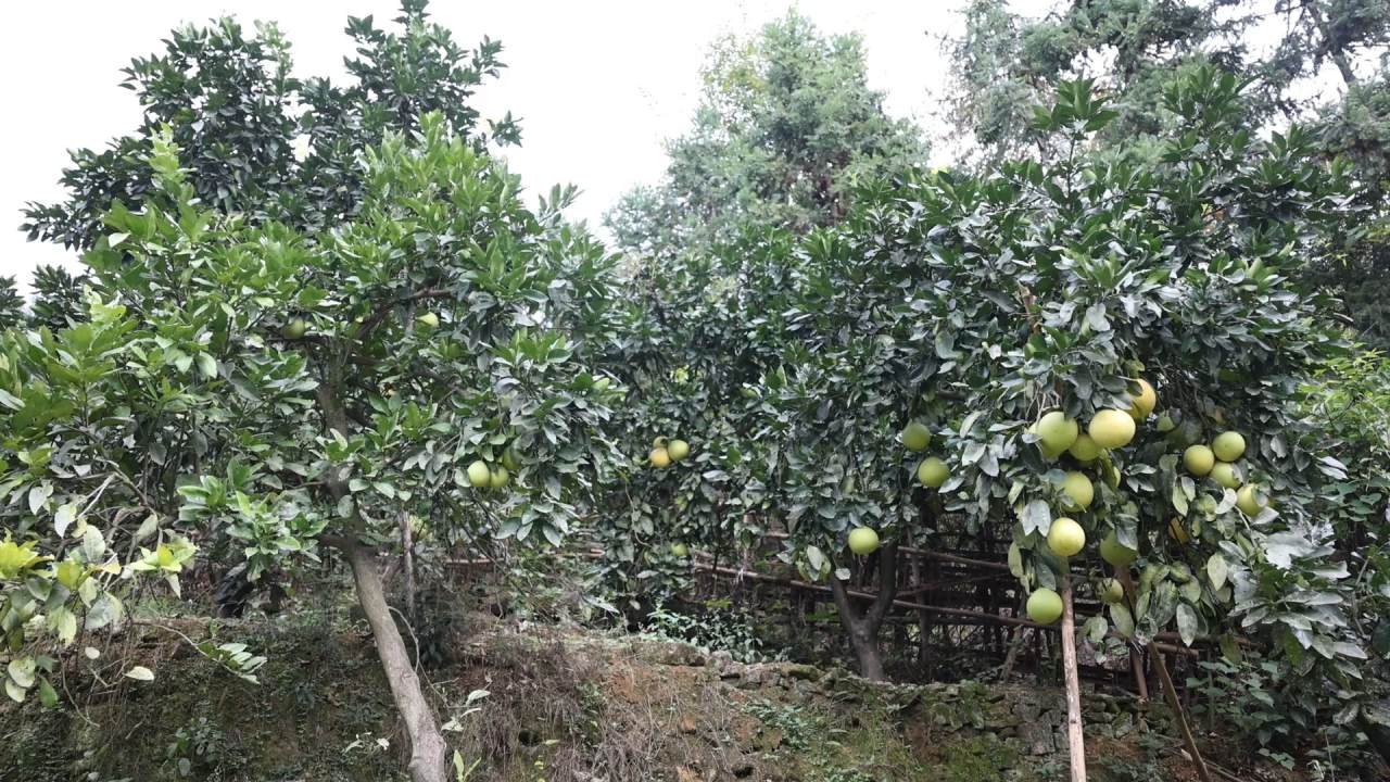 柚子tmy.mp4_20231018_154935.112.jpg 柚子tmy.mp4_20231018_154935.112.jpg