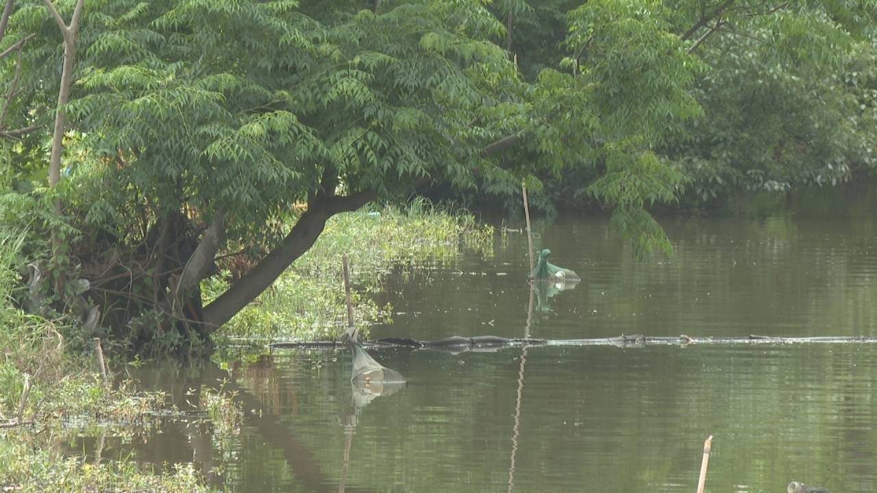 001直击焦点:河道“绝户笼”泛滥成灾 生态环境岌岌可危20230531_123149.jpg 001直击焦点:河道“绝户笼”泛滥成灾 生态环境岌岌可危20230531_123149.jpg
