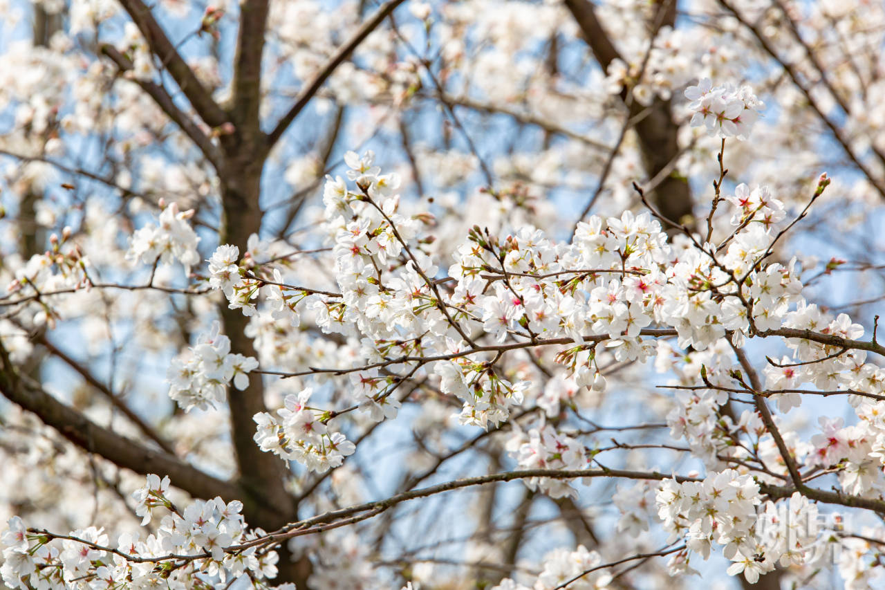 邂逅最美春日！朗霞街道樱花盛宴