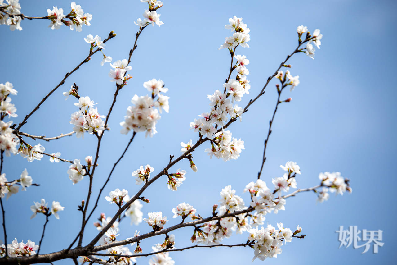 邂逅最美春日！朗霞街道樱花盛宴